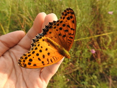 Argynnis hyperbius