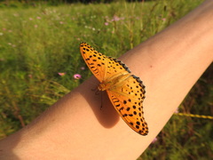 Argynnis hyperbius