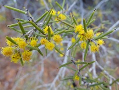 Acacia nyssophylla