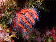 Corallium rubrum