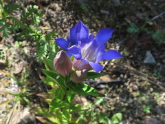 Gentiana scabra