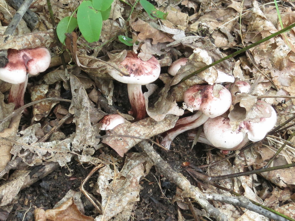 Hygrophorus russula · September 2020 · photo: © repta (iNaturalist, cc-by)