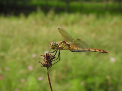 Sympetrum frequens