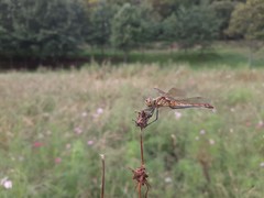 Sympetrum frequens