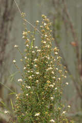 Asterolasia asteriscophora albiflora