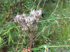Eupatorium lindleyanum