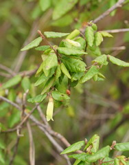 Correa reflexa lobata