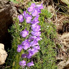 Campanula speciosa