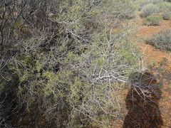 Acacia nyssophylla