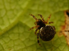 Dipoena melanogaster