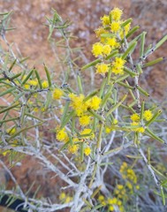 Acacia nyssophylla