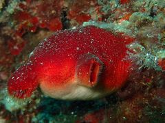 Red Sea-Squirt photo 4