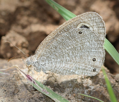 Ypthima asterope mahratta