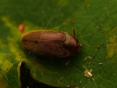 Trixagus dermestoides