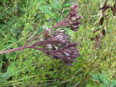 Eupatorium lindleyanum