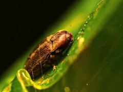 Trixagus dermestoides