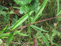 Eupatorium lindleyanum
