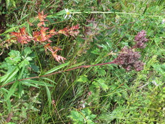 Eupatorium lindleyanum