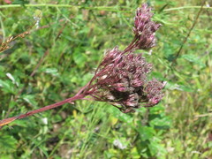 Eupatorium lindleyanum
