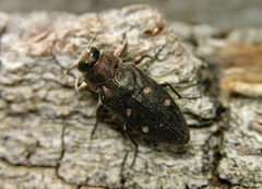 Chrysobothris affinis