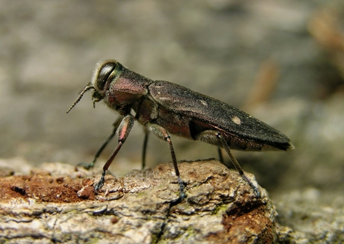 Gold Pit Oak Splendour Beetle
