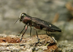 Chrysobothris affinis