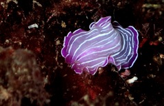 Prostheceraeus roseus