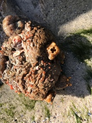 Pyura stolonifera