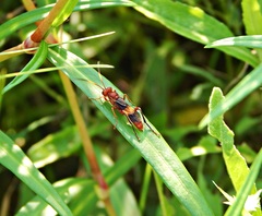 Trogomorpha arrogans