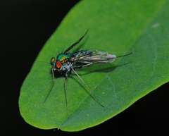 Condylostylus comatus