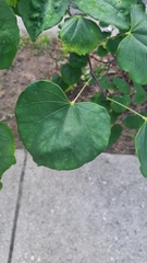 Cercis canadensis
