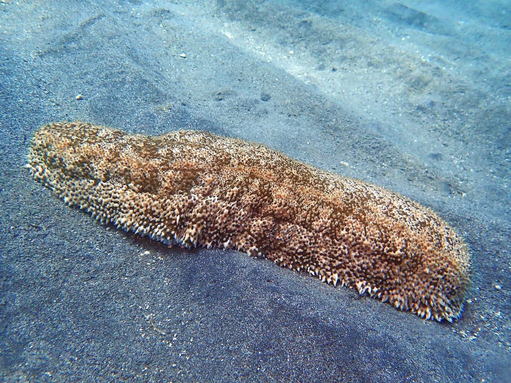 Furry sea cucumber