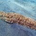 Furry Sea Cucumber - Photo (c) Anne-Marie Lejeune, some rights reserved (CC BY-SA)
