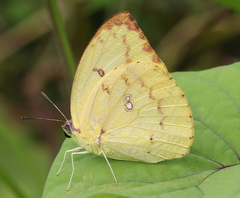 Catopsilia pomona pomona