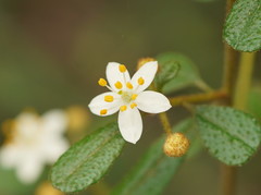 Asterolasia asteriscophora albiflora