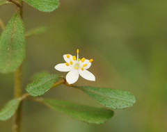 Asterolasia asteriscophora albiflora
