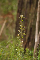 Asterolasia asteriscophora albiflora