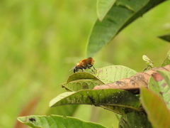 Palpada ruficeps