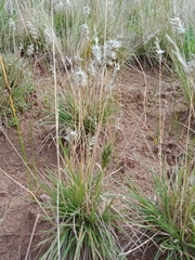 Enneapogon nigricans