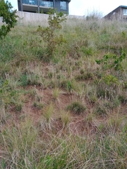 Enneapogon nigricans