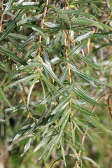 Hippophae rhamnoides — photo 3