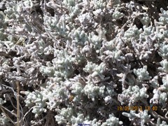 Teucrium gnaphalodes