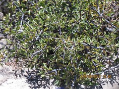 Rhamnus saxatilis