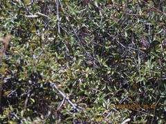 Rhamnus saxatilis