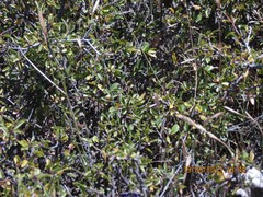 Rhamnus saxatilis