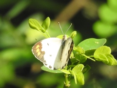 Colotis aurora