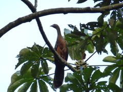 Chamaepetes goudotii