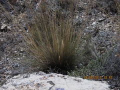 Festuca scariosa