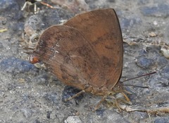 Amblypodia anita