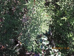 Juniperus phoenicea
